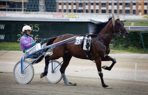1280px-Vienna_-_Trotting_racer_at_the_Krieau_-_6602